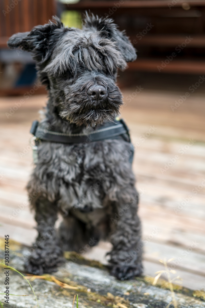 Cute shaggy schnauzer carefully, wary looks into the distance through a long bangs and guards his possessions.