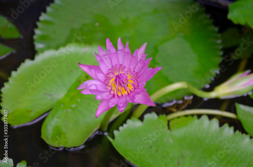 lotus in pond