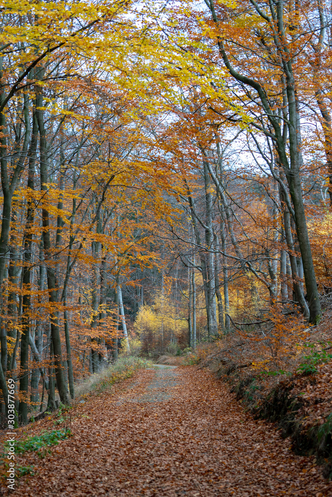 colorful autumn leaves in the harz forest way, road, germany