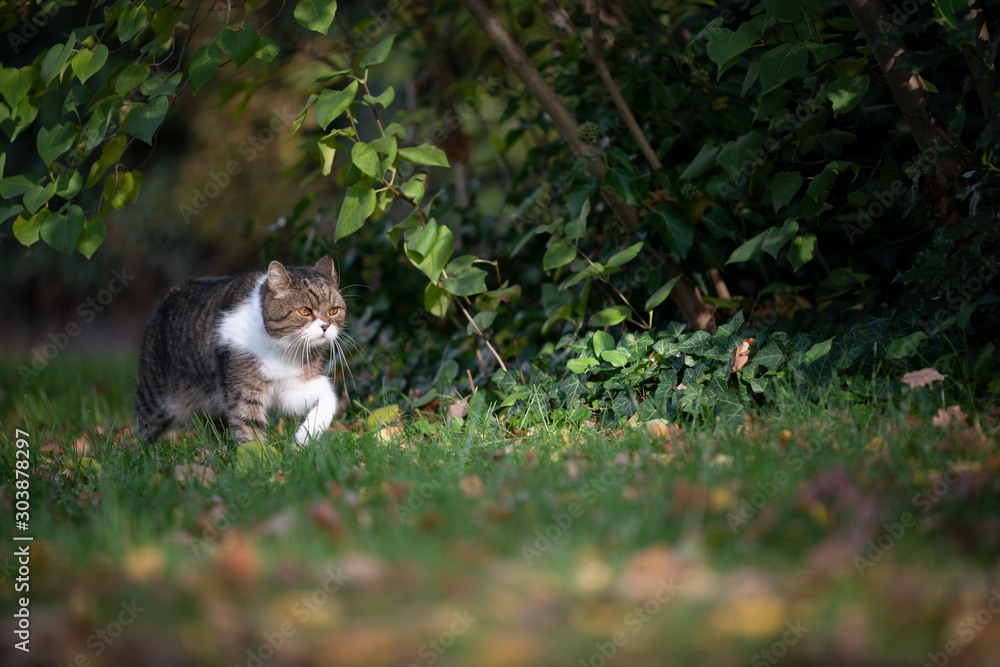 tabby white british shorthair cat on the prowl walking on grass under a bush in the sunlight