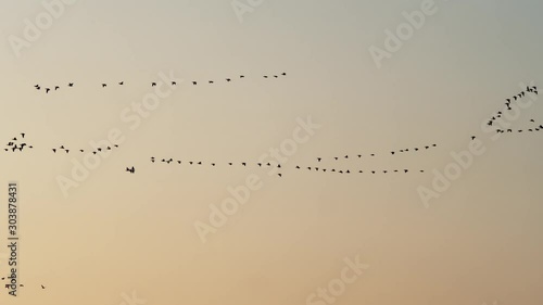 Pink footed Geese bird flying in formation in gorgeous pre-dawn golden light. photo