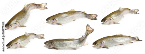 Set of fresh cutthroat trout fish on white background