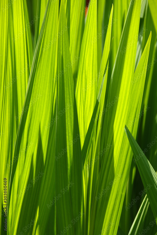 Close up fresh green iris leaves back lit in the spring sunshine Close up fresh green iris leaves back lit in the spring sunshine