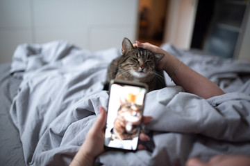 unrecognizable woman lying in bed stroking tabby domestic shorthair cat photographing with smart phone
