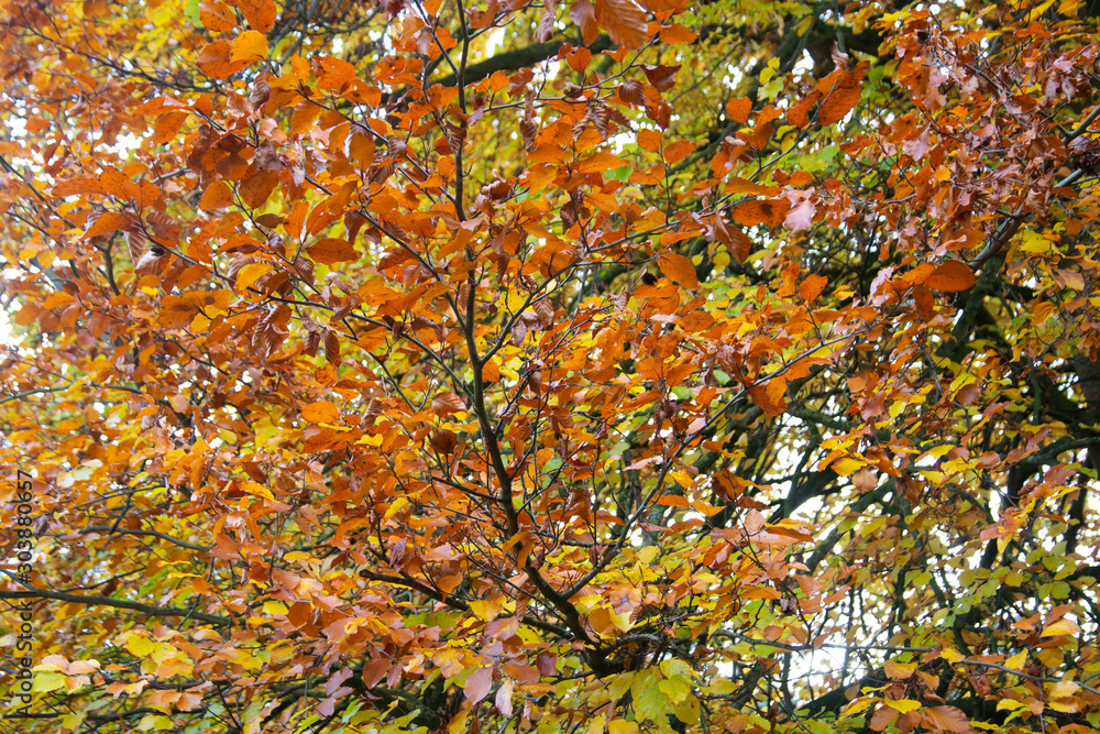 Autumn orange yellow tree in park Autumn orange yellow tree in park