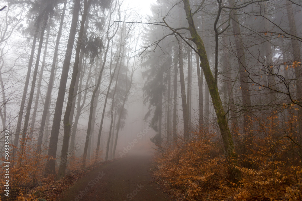 Foggy forest, Karlovy vary, Czech Republic