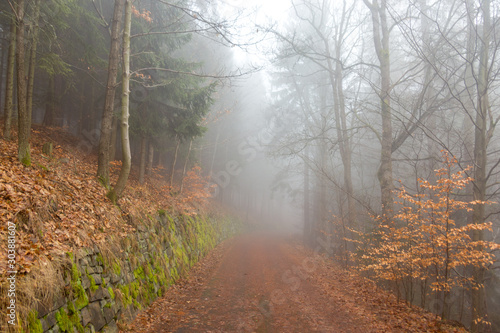 Foggy forest, Karlovy vary, Czech Republic