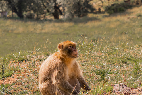 Gibraltar monkey walking through its territory