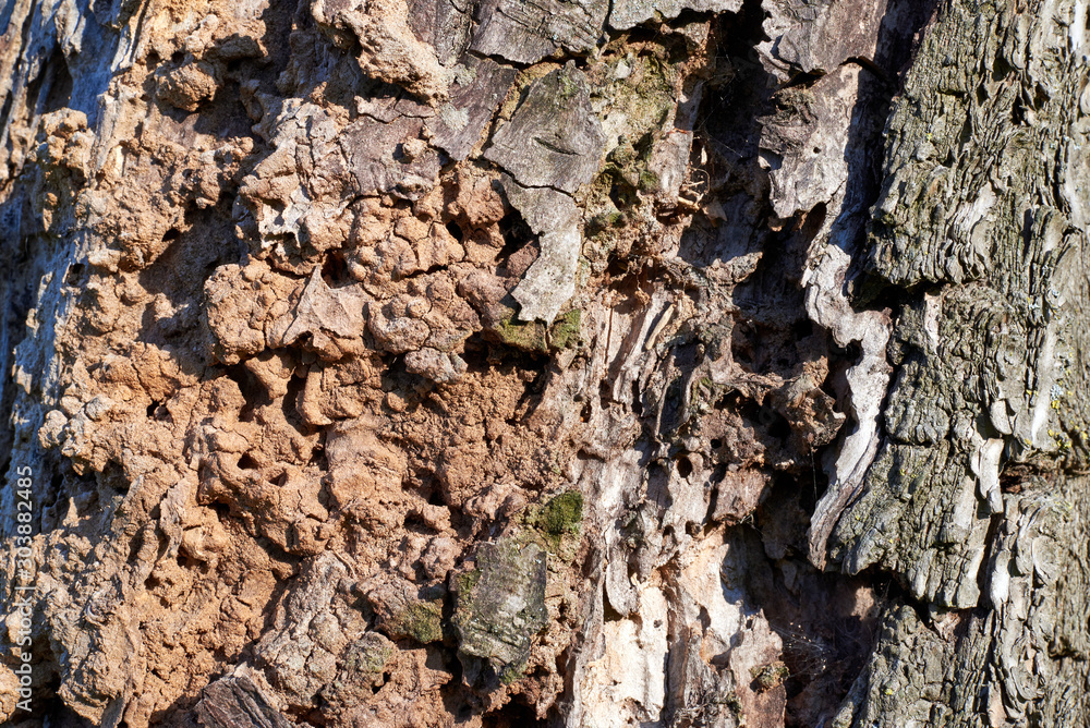 tree bark texture tree bark texture