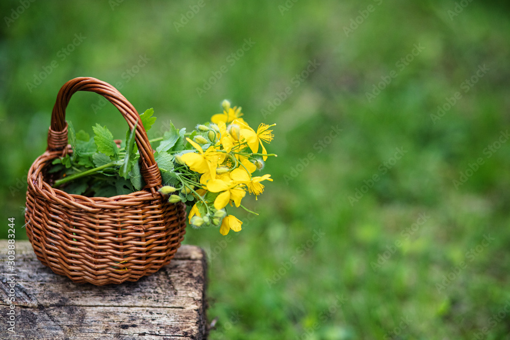 Chelidonium majus, greater celandine, nipplewort, swallowwort or tetterwort yellow flowers in a wicker basket from the vine. Medicinal herbs. Chelidonium majus, greater celandine, nipplewort, swallowwort or tetterwort yellow flowers in a wicker basket from the vine. Medicinal herbs.