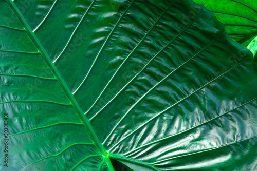 Beautiful and fresh green leaf dark tone background