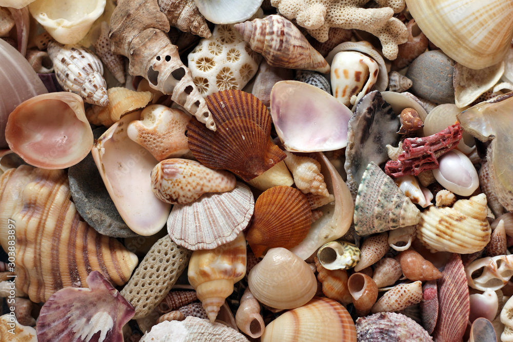 Fotografie Sea shells and coral close up