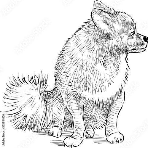 Sketch of spitz dog sitting and looking