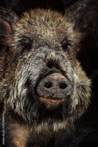 wildschwein closeup kopf