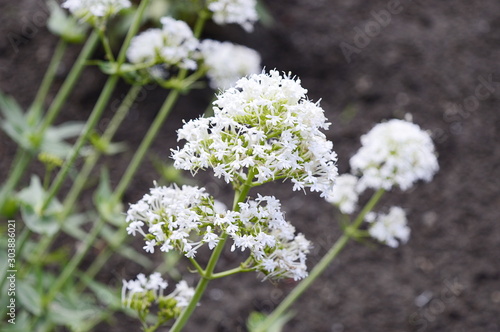 Closeup Centranthus alba known as Centranthus ruber Albus with blurred background in garden