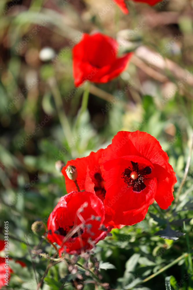 Fotografie Rote Mohn Blume auf Wildblumenwiese