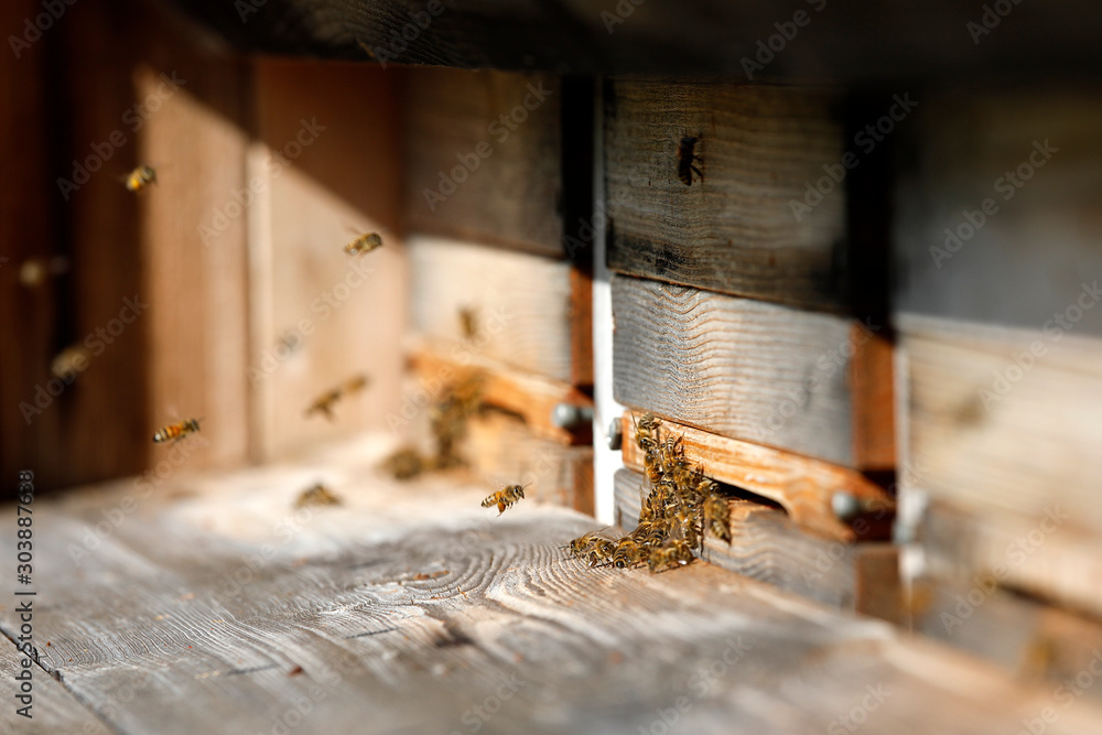 Bienenstock mit vielen Bienen am Haus Eingang als Close up Bienenstock mit vielen Bienen am Haus Eingang als Close up