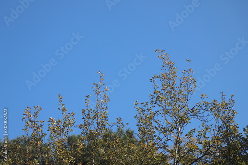 tree and blue sky