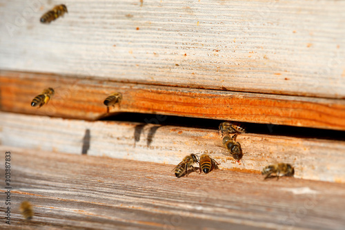Bienenstock mit vielen Bienen am Haus Eingang als Close up