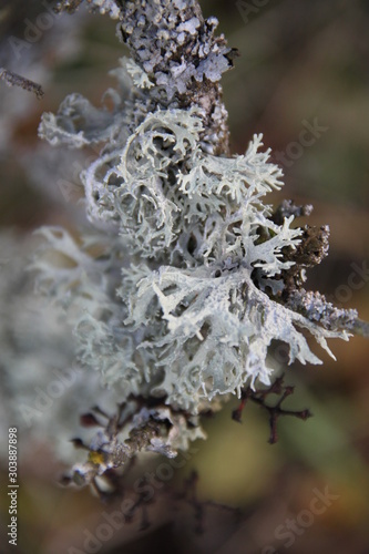 Lichens photo