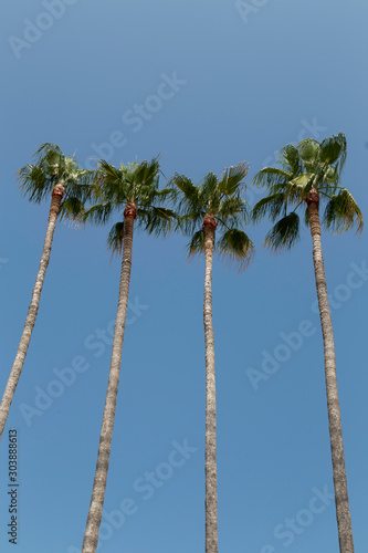 detail of four tall palm trees against a blue sky in Cannes, South of France