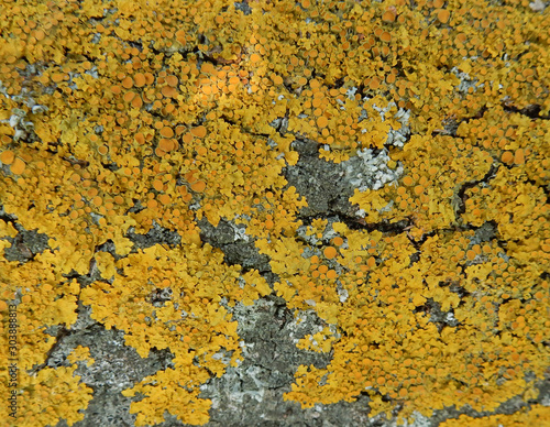 yellow lichen covers the bark of a tree trunk