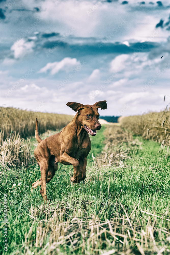 Hunting dog in a summer meadow. Photographed in a high-key, close-up. Hunting dog in a summer meadow. Photographed in a high-key, close-up.