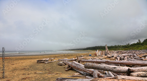 The coast of the Pacific Ocean after the storm in the foggy morning. Logs and driftwood on the Tofino Long Beach   year-round surfing  Vancouver Island. British Columbia  Canada