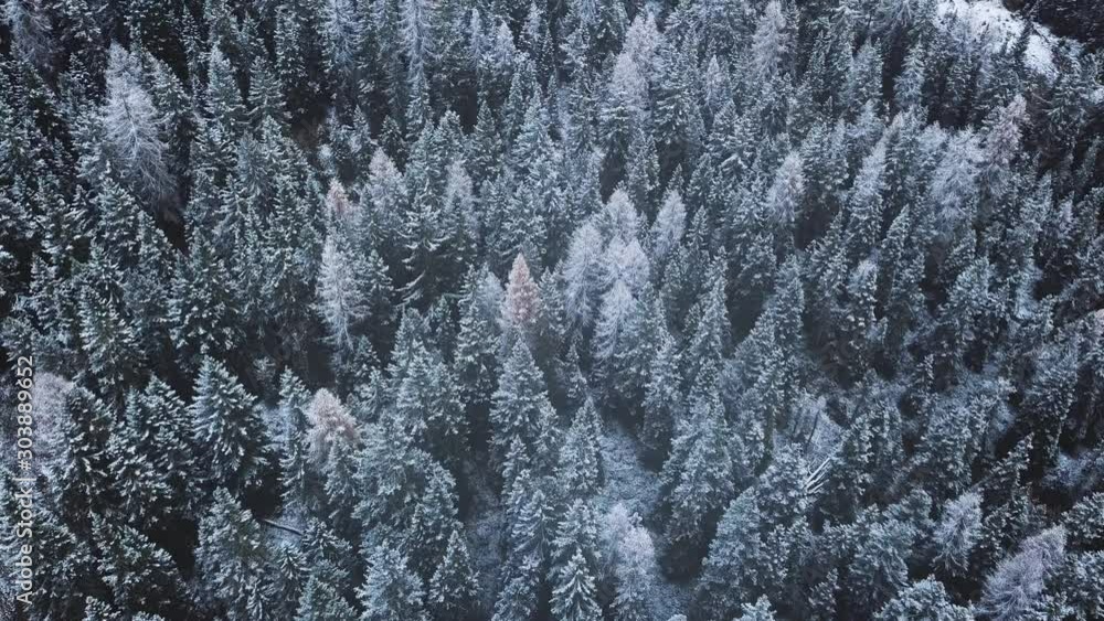 winter background, pine forest in snow, flying above fir trees winter background, pine forest in snow, flying above fir trees