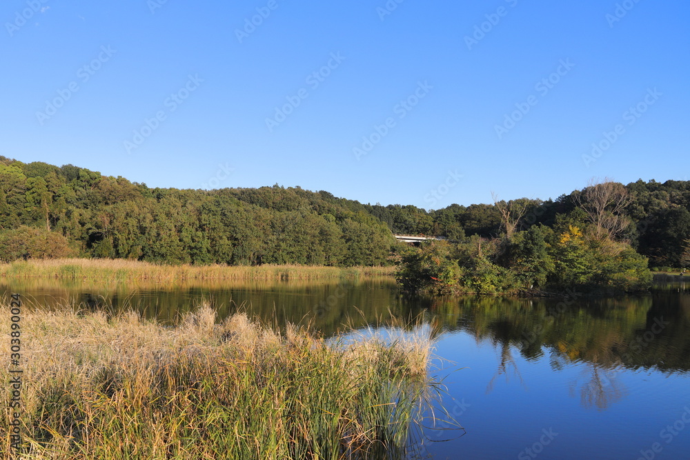 Pond and trees in autumn