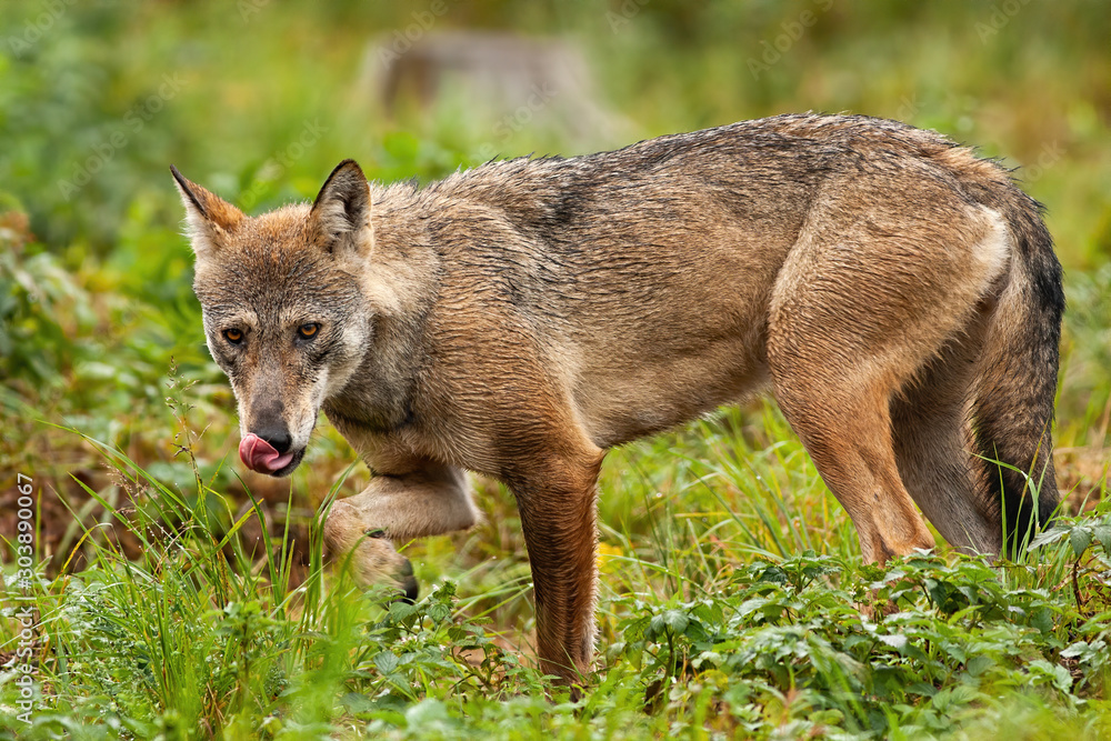 Obraz premium Endangered grey wolf, canis lupus, licking its nose and rambling in the mountains. An inattentive wild beast cleaning its mouth with tongue and looking around.