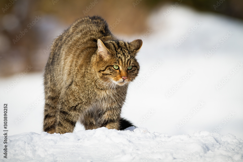A concentrated european wildcat, felis silvestris, watching something in the distance. A striped wild cat of prey looking fixedly to the right of the camera.