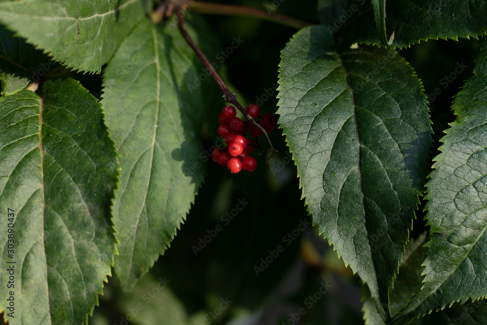 red berries on a branch red berries on a branch
