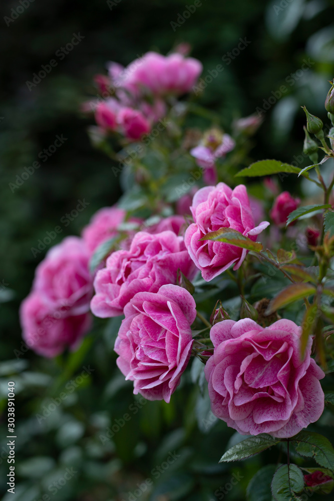 pink rose in the garden pink rose in the garden