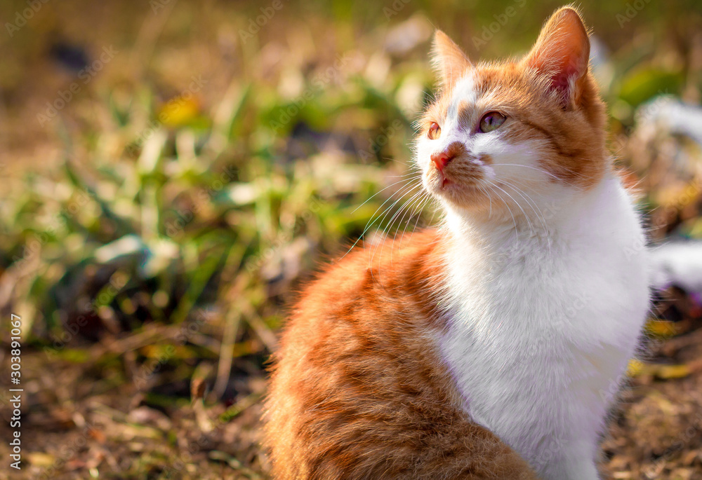 Beautiful ginger cat on a background of autumn grass.