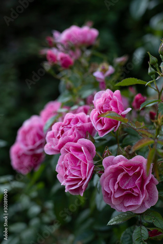 pink rose in the garden © verysmallfairy