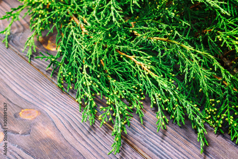 Branch thuja on dark wooden background with copy space. Toned Branch thuja on dark wooden background with copy space. Toned