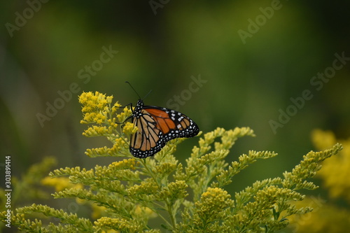 Monarchfalter © angela001