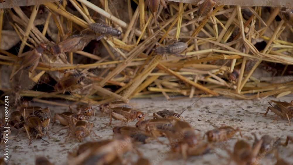 Several crickets walking on straw in industrial farm,close up Several crickets walking on straw in industrial farm,close up