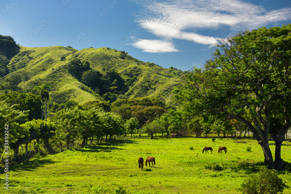 Fototapeta premium Horses grazing on ranch land beside a mountain west of Puerto Plata Dominican Republic