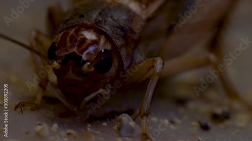 Steady macro shot of cricket during eating food in farm photo