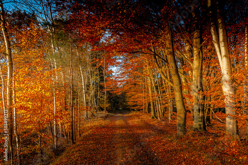 Waldweg im Herbst