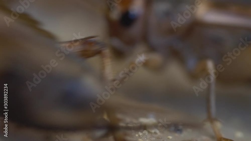 Macro showing two crickets during eating meal photo