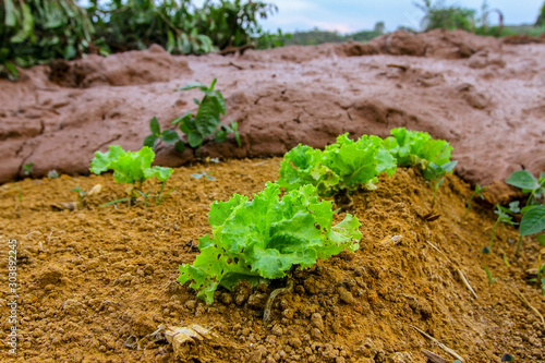 Mineral tailings mud after dam rupture in Brumadinho, Minas Gerais, Brazil photo