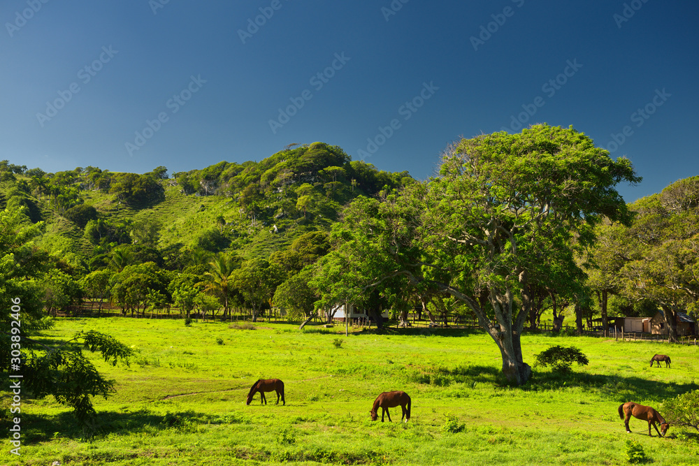 Fototapeta premium Horses grazing on a ranch west of Puerto Plata Dominican Republic