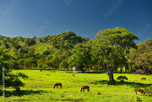Horses grazing on a ranch west of Puerto Plata Dominican Republic © Reimar