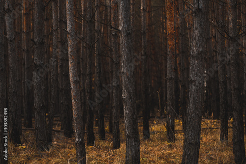 Moody Dark Forest. Desaturated Colors, Vintage Effect