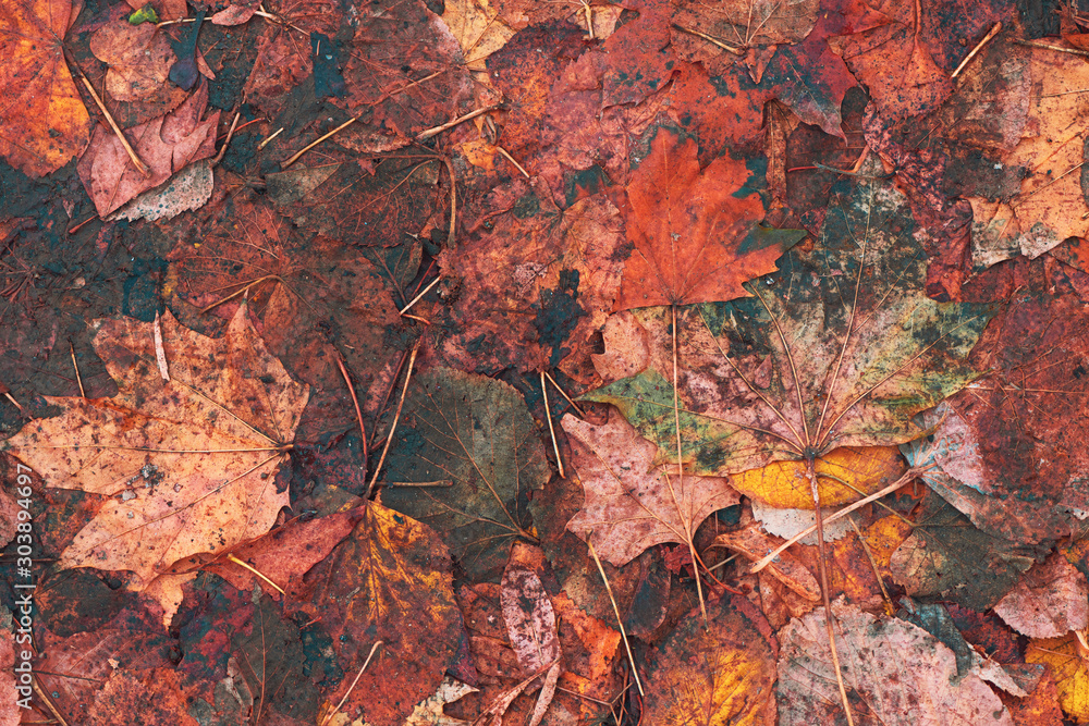 Texture of dry maple leaves on ground in autumn