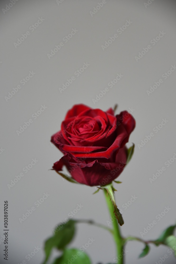 red rose on white background red rose on white background