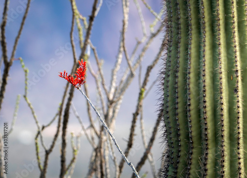 Ocotillo Cactus in the Kofa Wildlife Refuge photo